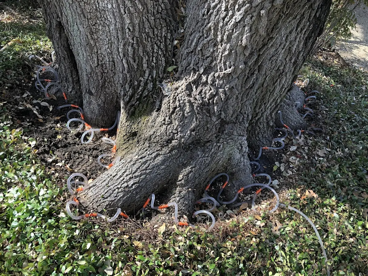 Detailed Tree Cabling and Bracing job site in Kotlik