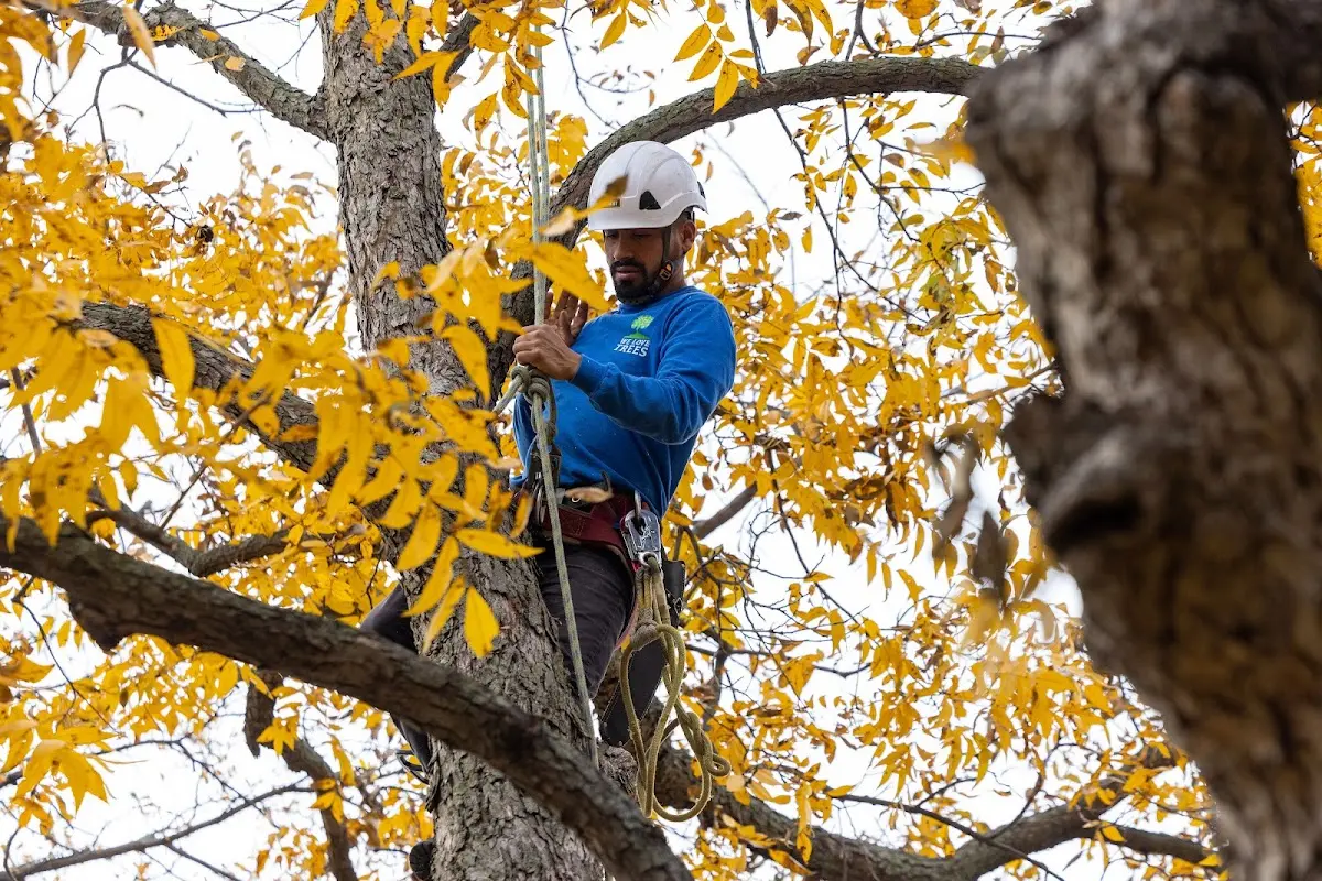 Skilled Tree Pruning crew working in Kotlik